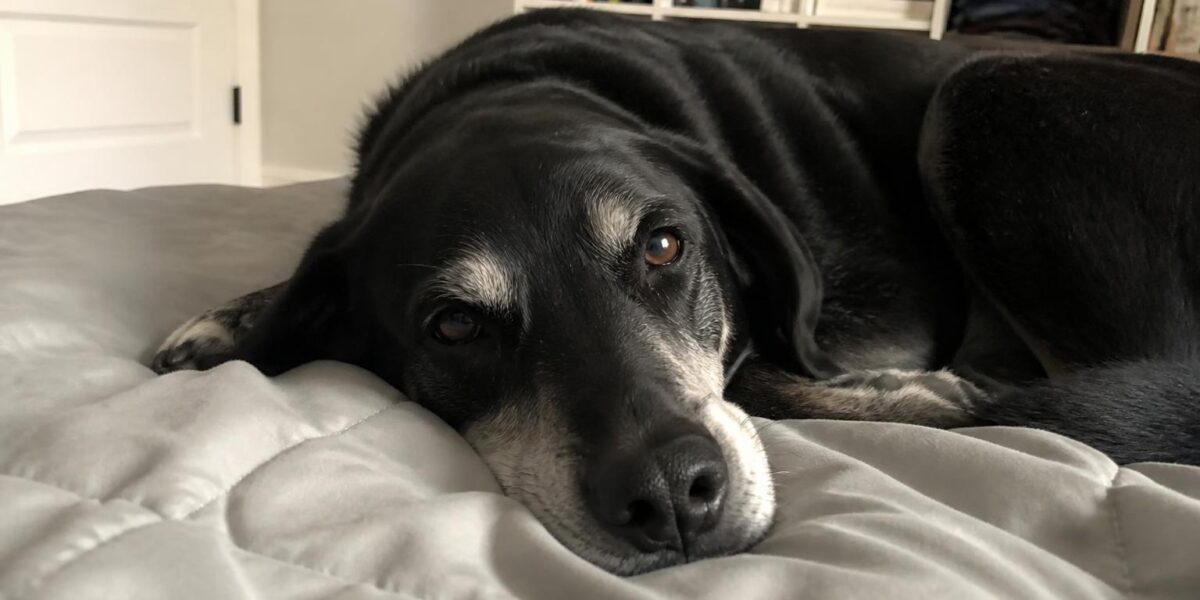 Lifetime Cost of Owning a Dog: Decade Perspective