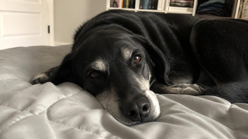 Lifetime Cost of Owning a Dog: Decade Perspective