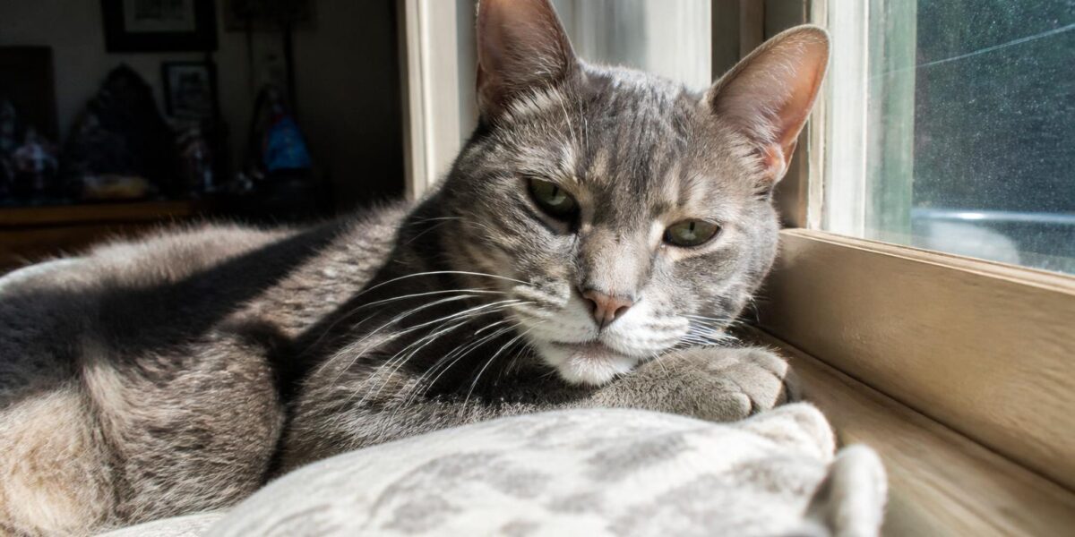 Litter Box for Senior Cats: Low-Sided and Accessible Options