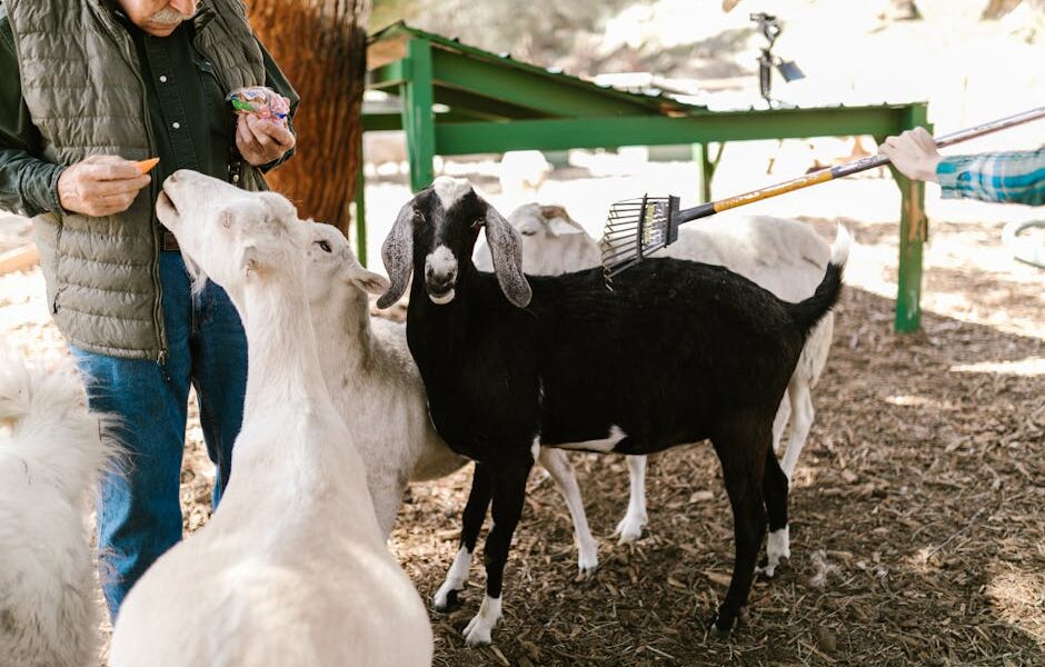 A farmer feeds goats outdoors, showcasing rural life and farm animals.