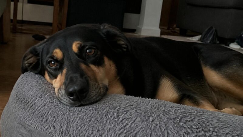 Finding a Low-Cost Vet Clinic Near You