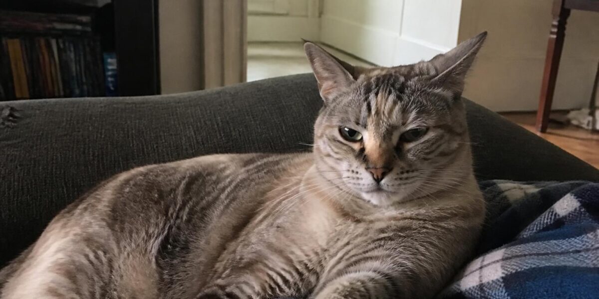 7 Low-Maintenance Cat Breeds Perfect for Busy Owners
