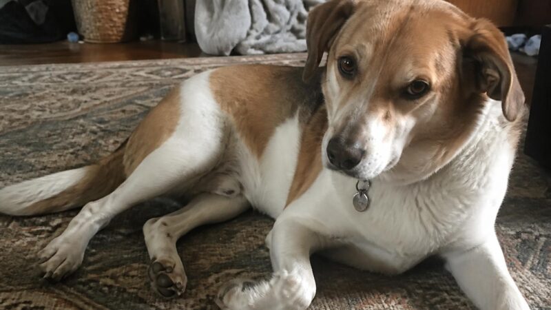 12 Best Low Maintenance Dog Breeds