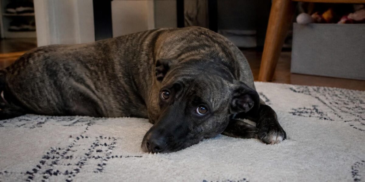 Low-Shedding Mixed-Breed Options for Allergies