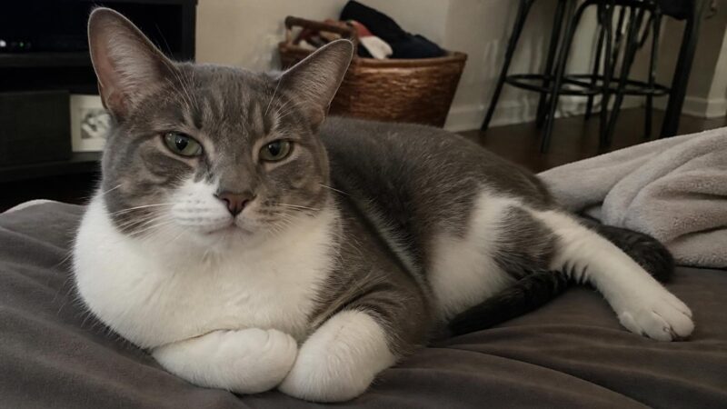 10 Lowest Maintenance Cat Breeds
