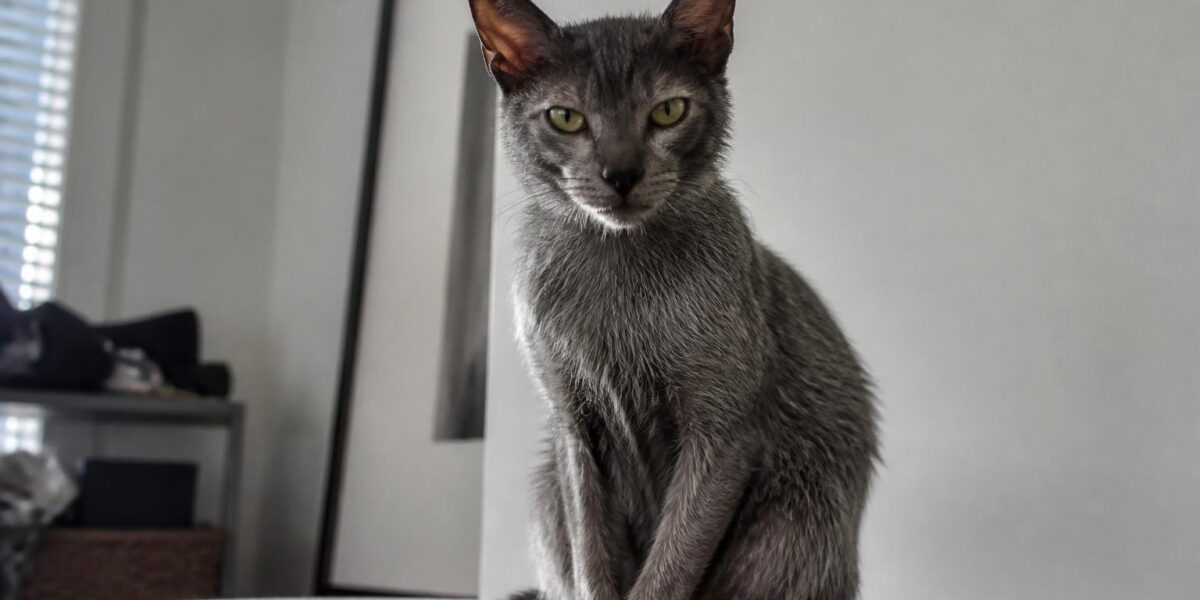 Lykoi Cat Breed Profile: The Fascinating Werewolf Cat