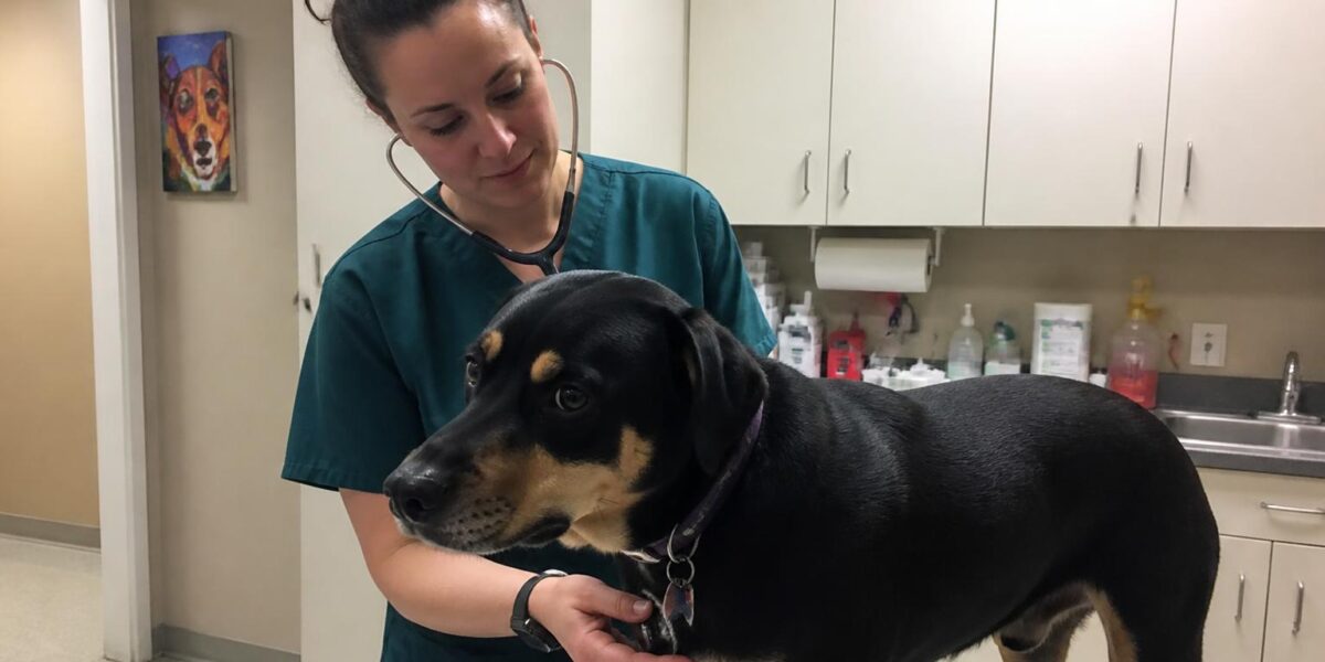 Lyme Disease in Dogs: Symptoms, Treatment & Tick Prevention