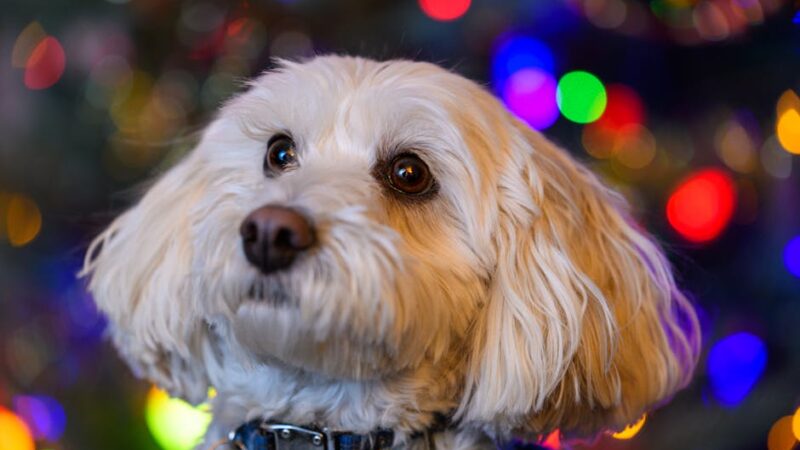 Adorable white dog with Christmas lights bokeh in the background, perfect for holiday themes.