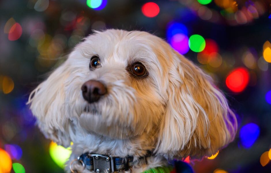 Adorable white dog with Christmas lights bokeh in the background, perfect for holiday themes.