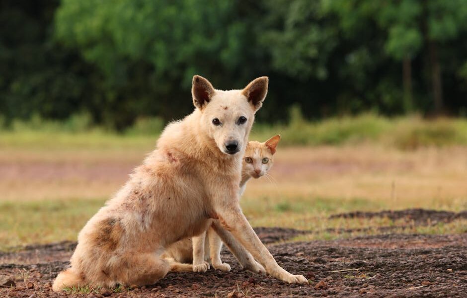 A dog and cat in an outdoor setting, showcasing companionship.