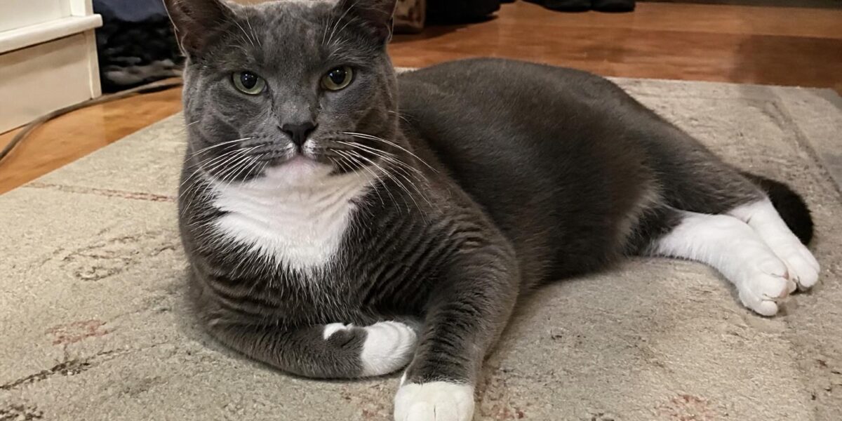 Manx Cat Health Issues: Spinal Defects and Taillessness Risks
