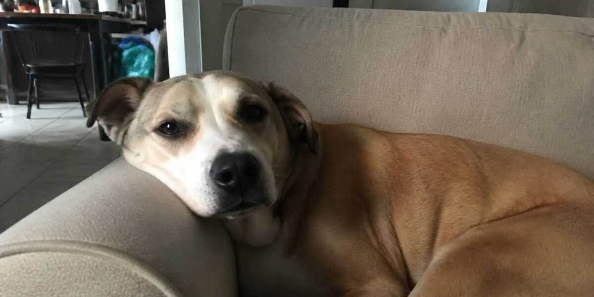 Mast Cell Tumors in Dogs: A Complete Cancer Guide