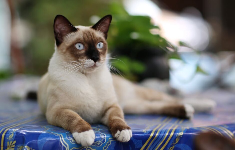 Close-up of a Siamese cat lounging on a vibrant tablecloth in Bangkok.