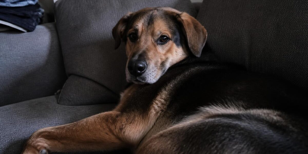 Memorializing a Pet: Lasting Tributes and Keepsakes
