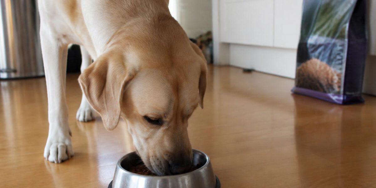 Merrick Dog Food Review: Honest Pros and Cons