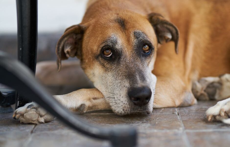 Close-up of a brown dog lounging on a tile floor, gazing intently.