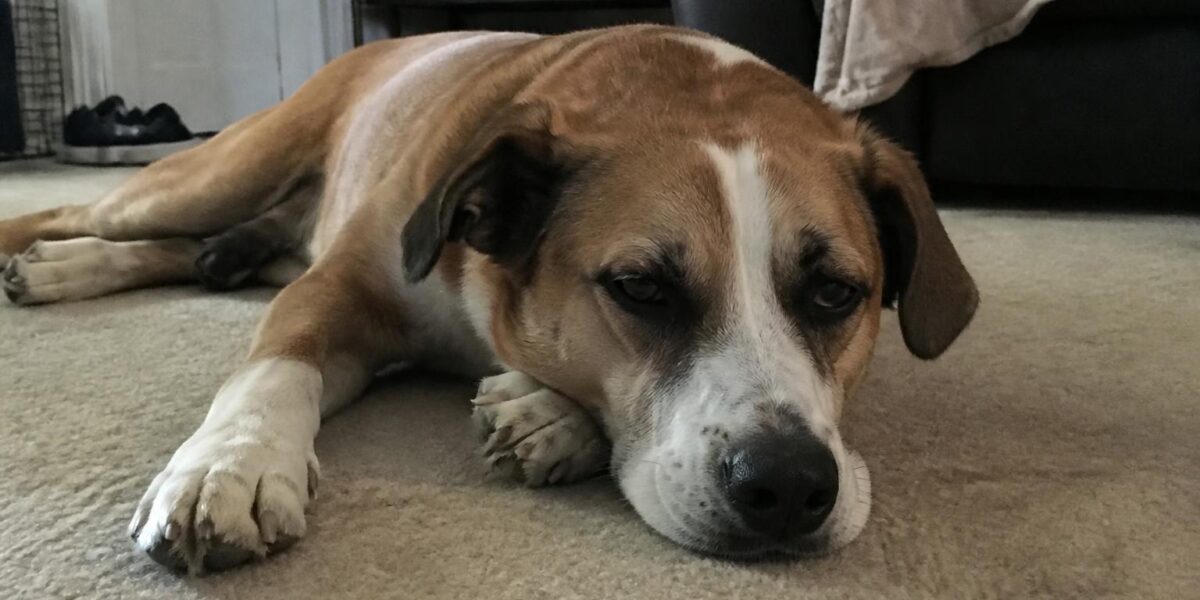 Microchipping an Adopted Pet in Singapore: Requirements