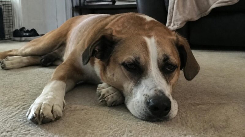 Microchipping an Adopted Pet in Singapore: Requirements