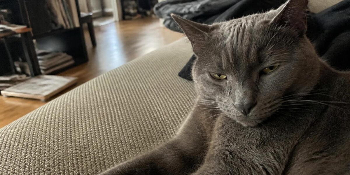 Monthly Cost of Owning a Cat: Budget Categories