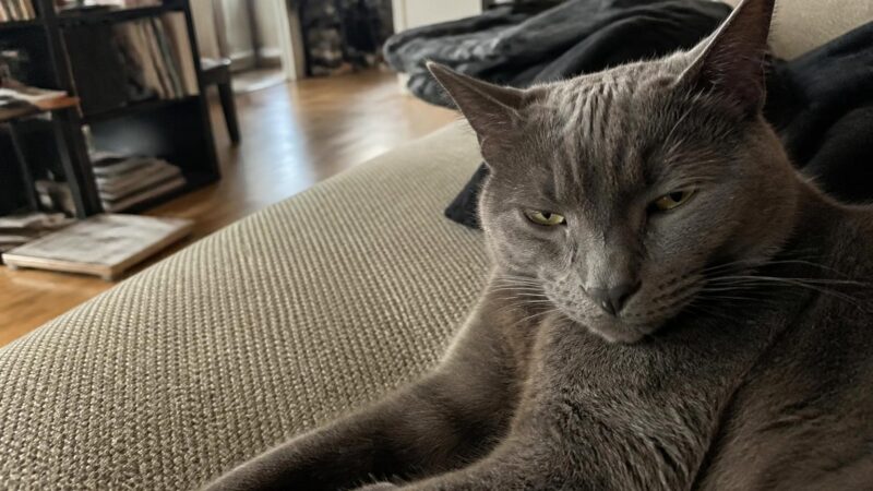 Monthly Cost of Owning a Cat: Budget Categories