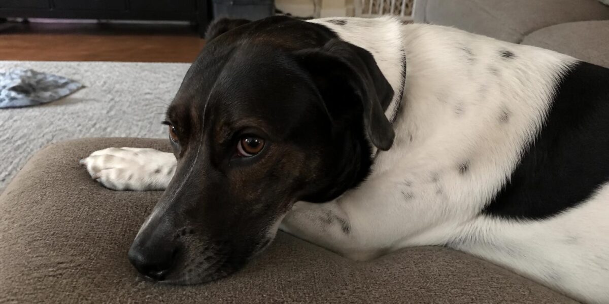 Monthly Cost of Owning a Dog: Budget Categories