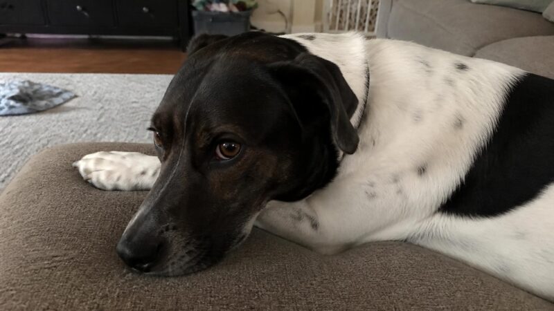 Monthly Cost of Owning a Dog: Budget Categories