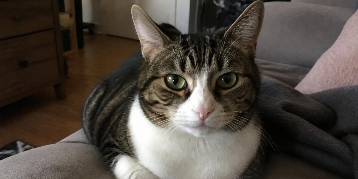 10 Most Vocal Cat Breeds That Love to Talk