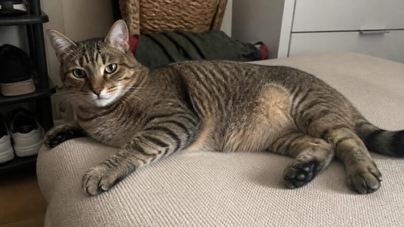 Multi-Cat Five Pillars Resource Setup: Avoiding Conflict