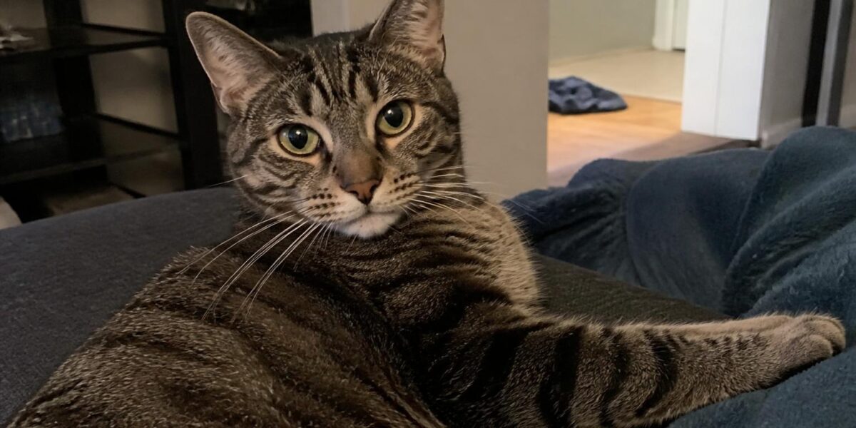 Multi-Cat Household: Tips for Keeping Peace Between Cats