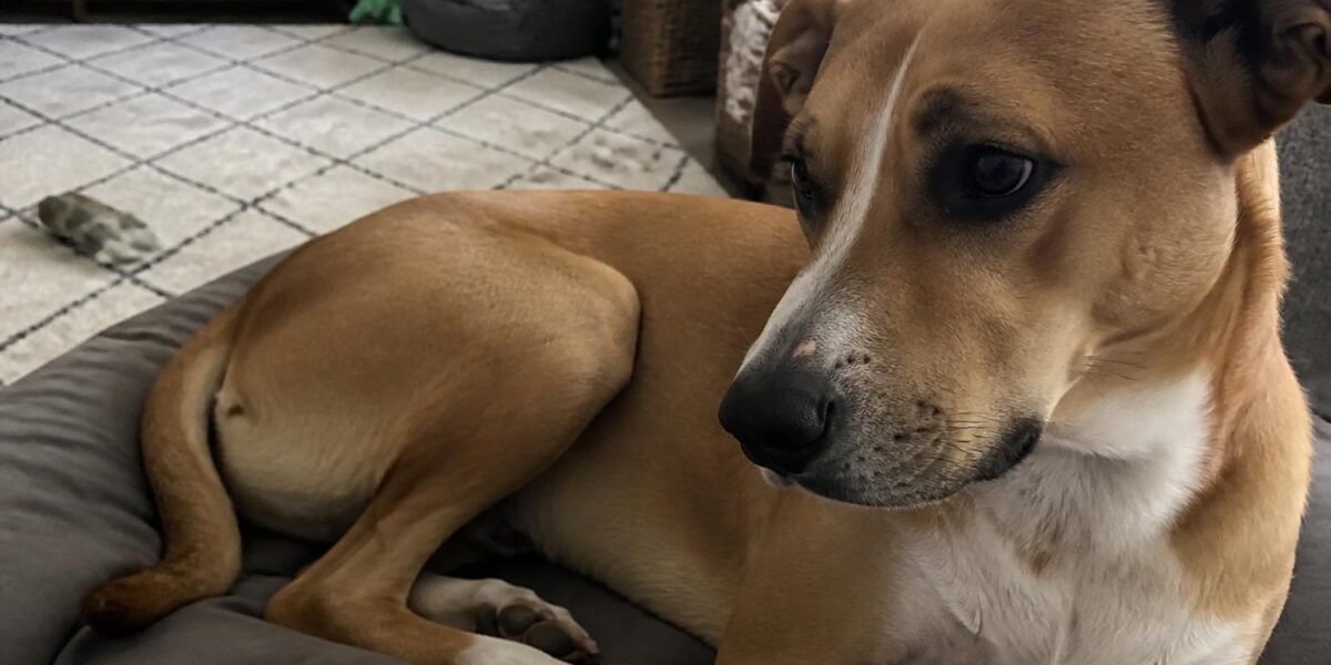 Multi-Dog Household Management: Avoiding Conflict