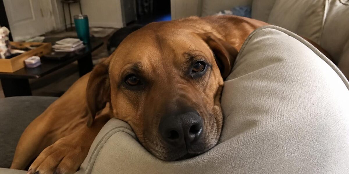 Multi-Dog Household Management: Resources and Routines