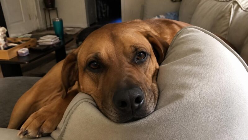 Multi-Dog Household Management: Resources and Routines