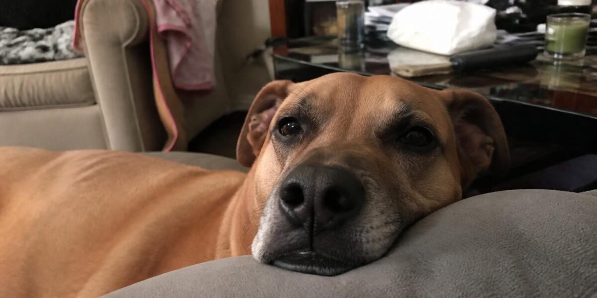 Multi-Dog Pack Dynamics: What Owners Should Know