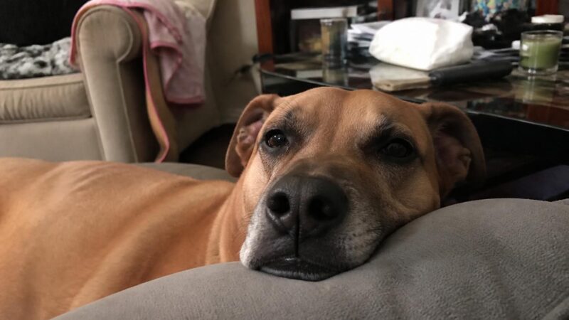 Multi-Dog Pack Dynamics: What Owners Should Know