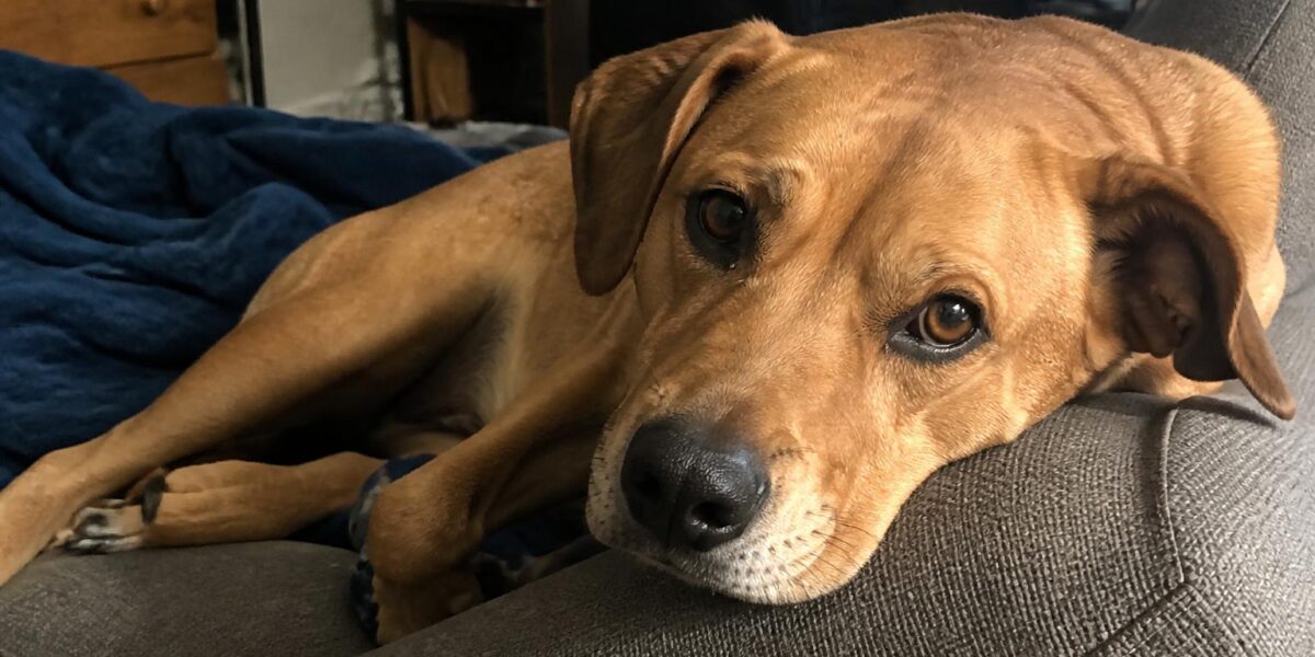 Multi-Pet Cost Stacking: How Costs Compound