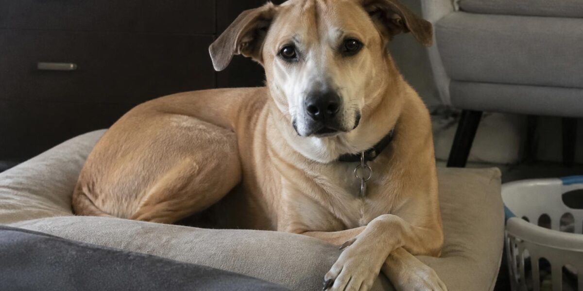Multi-Pet Emergency Preparedness: Evacuation and Disasters