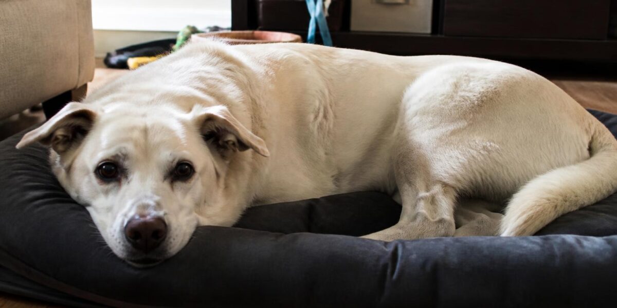 Multi-Pet Grief: When One Pet Dies and Others Notice