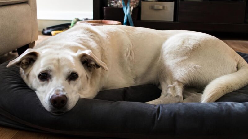 Multi-Pet Grief: When One Pet Dies and Others Notice