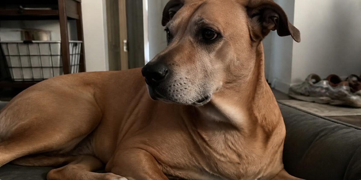 Multi-Pet Grooming Day Routine
