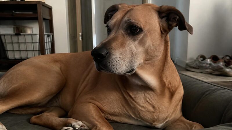 Multi-Pet Grooming Day Routine