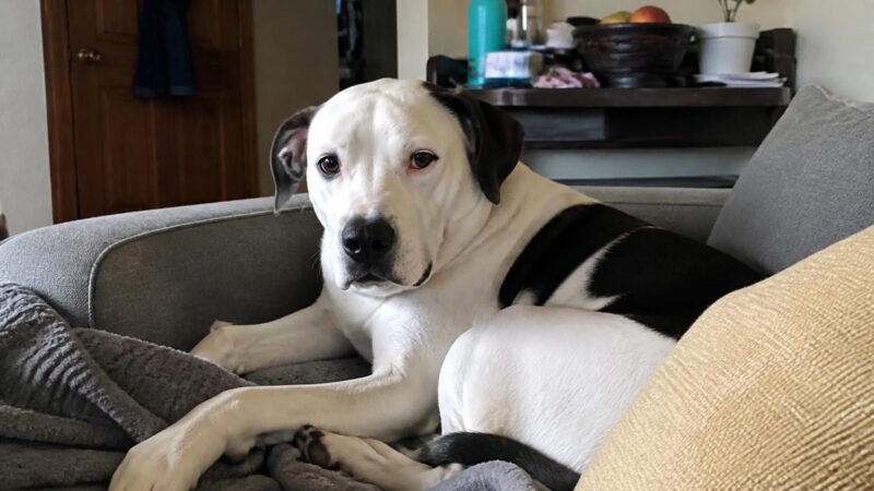 Multi-Pet Household Adoption Tips: Dogs, Cats, and Introductions