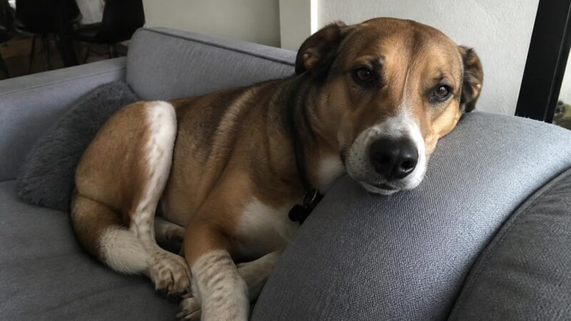 Multi-Pet Jealousy and Attention Balance