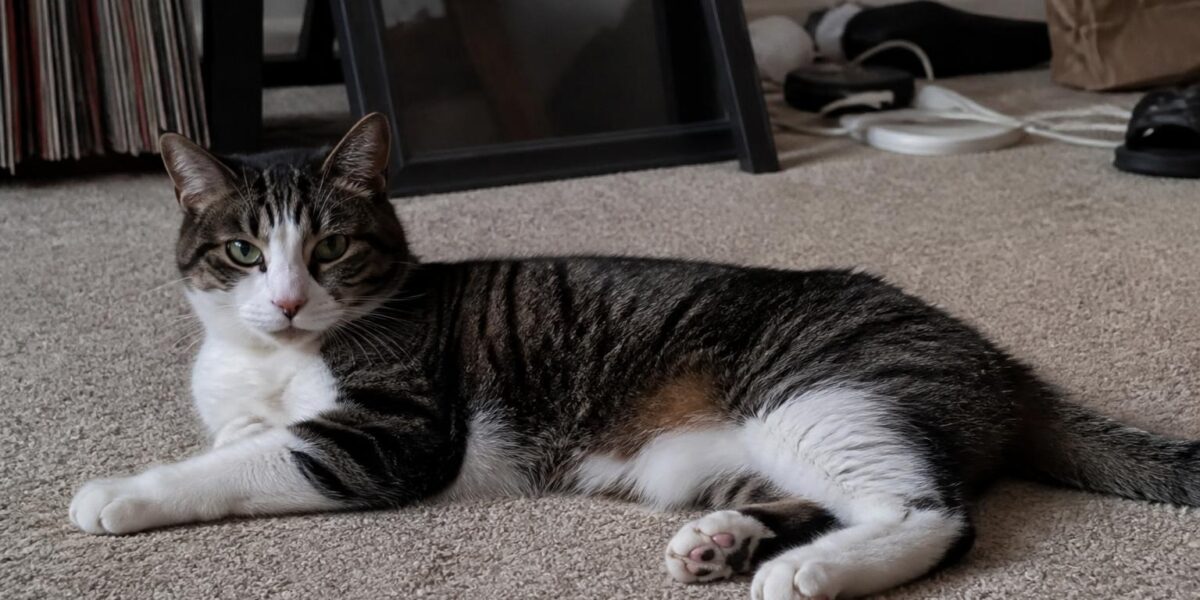 Munchkin Cat Care Guide: Joint Support and Enrichment