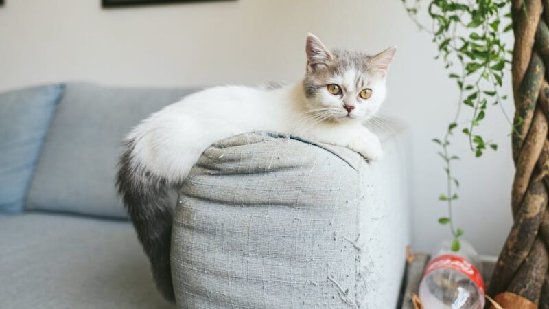 Adorable munchkin cat lounging on a sofa indoors, surrounded by cozy home decor.