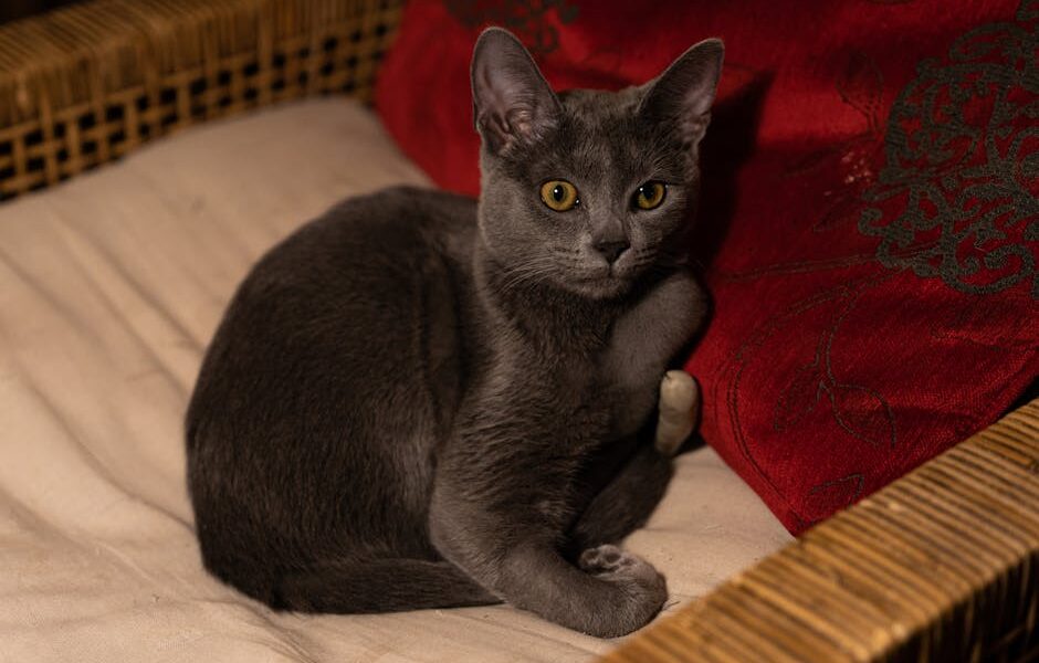 Close-up of a Russian Blue cat relaxing on a wicker chair with red cushion.