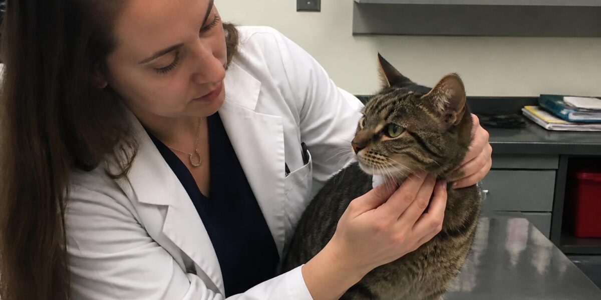 Neonatal Isoerythrolysis in Cats: Type B Blood Kitten Anemia