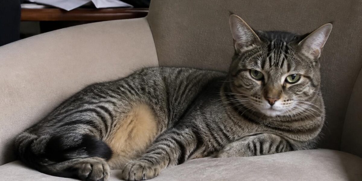 New Cat Hiding Under Bed: How Long Is Normal & What to Do
