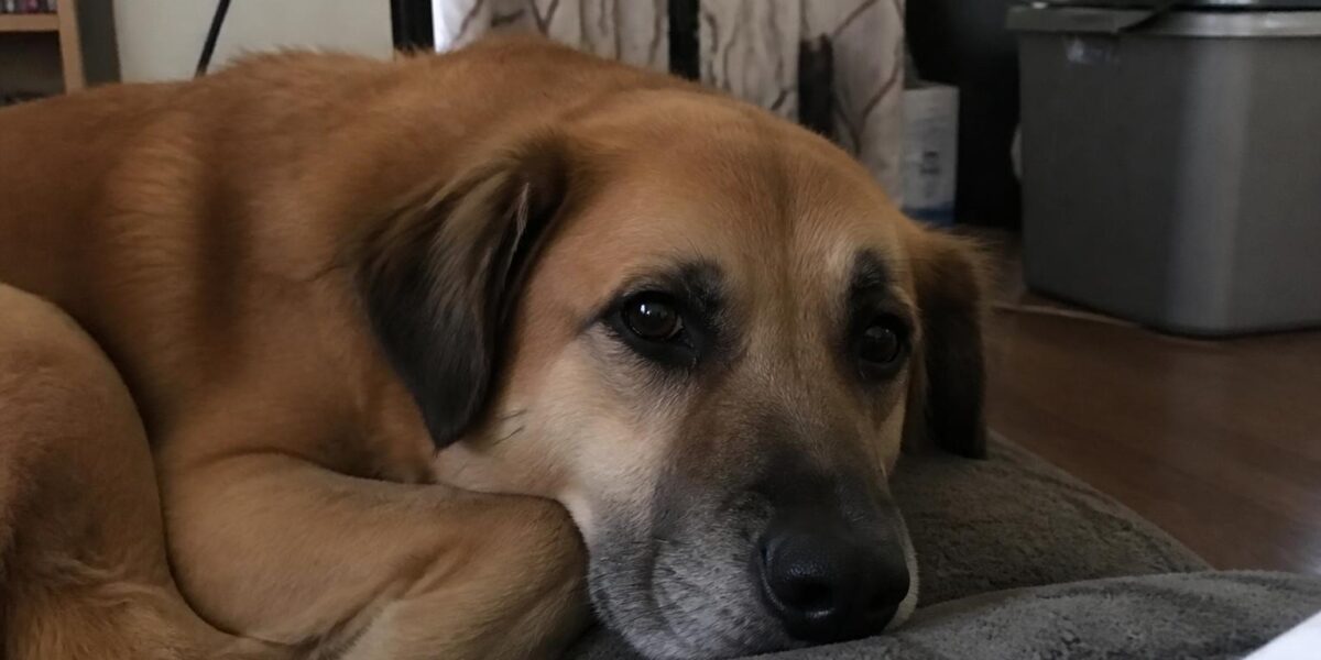 New Pet First 30 Days in Singapore: Adjustment Timeline