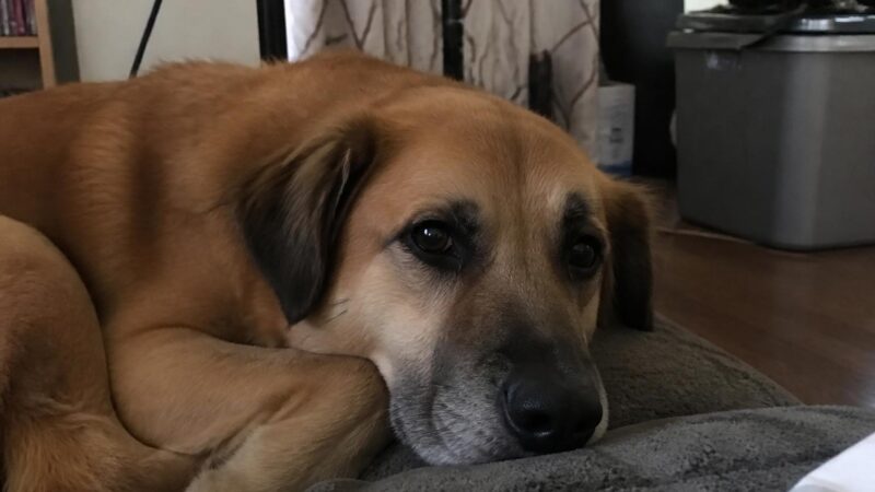 New Pet First 30 Days in Singapore: Adjustment Timeline