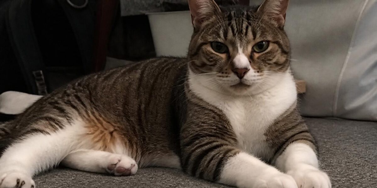 Newest Cat Breeds: Pedigrees Recognized in the Last 25 Years